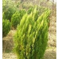 側(cè)柏基地，側(cè)柏1-3米提供價(jià)格