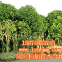 瀏陽桂花直銷自選基地、桂花批發(fā)基地、桂花熱賣