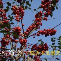 臨沂北美海棠苗木