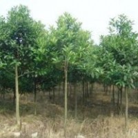 出售直徑6-8公分移栽獨(dú)桿冬青