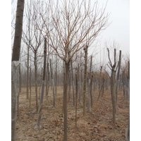 供應(yīng)各規(guī)格綠化苗木，國槐、合歡、白蠟等