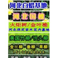 速生柳-優(yōu)質(zhì)速生柳盡在保定綠農(nóng)苗圃