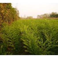 國槐-10公分國槐-12公分公分-15公分國槐、國槐小苗（國槐全冠、