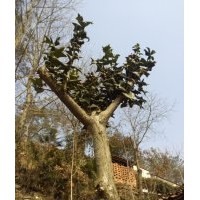 大量出售成年枸骨，刺冬青，五角楓