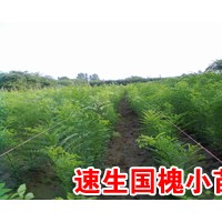 ..毛白楊，千頭椿，窄冠楊，速生楊，毛白楊種苗