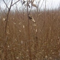 扦插國(guó)旗紅50高小苗價(jià)格1米高紫薇苗50公分紫薇苗