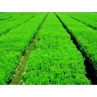 河南園林綠化苗圃基地供應(yīng)大葉黃楊、金邊黃楊、豆瓣黃楊等綠化苗