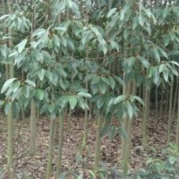 供應(yīng)高桿女貞、深山含笑、樂昌含笑、紅花七葉樹、銀杏