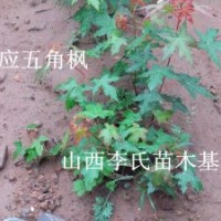 1-3年生北欒苗，榆樹苗，皂角苗五角楓