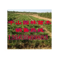 供應(yīng)黑松苗價格，黑松小苗價格，黑松樹苗價格