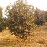 浙江寧波供應(yīng)茶花