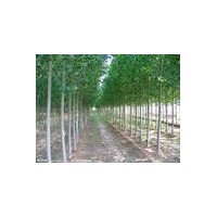 供應(yīng)楊樹(shù)、毛白楊、速生楊