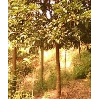大量低價供應各種規(guī)格桂花樹