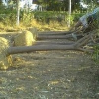 10公分國(guó)槐價(jià)格