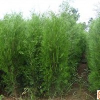 大量供應(yīng)1.5米-2米側(cè)柏