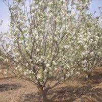 海棠樹,山杏樹,新疆楊