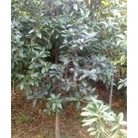 大量供應(yīng)實(shí)生及嫁接各種規(guī)格八月桂、（金桂、銀桂）