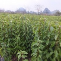 出售桂花芽苗 紅葉石楠 銀杏 香樟