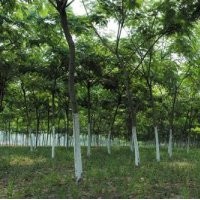 灌木合歡 國(guó)槐