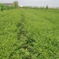 供應(yīng)小葉女貞