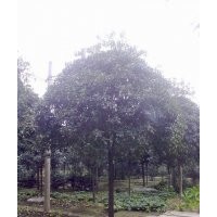 供應(yīng)10公分桂花