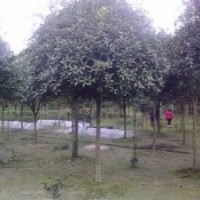 供應(yīng)6-10公分朱砂桂