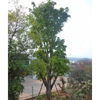 大黃葛樹，黃葛樹價(jià)格，黃葛樹