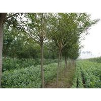 國(guó)槐、法桐、合歡、白蠟