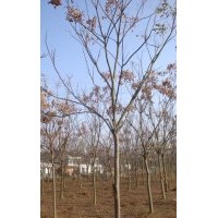 全冠欒樹|截桿欒樹|欒樹價格