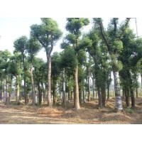 供應(yīng)25公分、30公分香樟樹