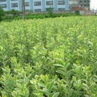 45萬畝苗木直銷金邊冬青.大葉黃楊.小葉黃楊.北海道黃楊