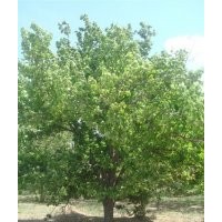 出售八棱海棠樹 價錢好說