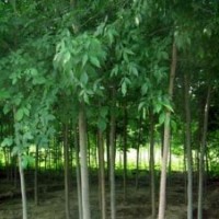 安陽白蠟基地 8公分白蠟 價(jià)格 10公分白蠟價(jià)格