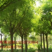 8公分銀杏哪里有,多少錢,全冠土球