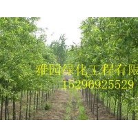 出售竹柳、構(gòu)樹、白蠟(圖)