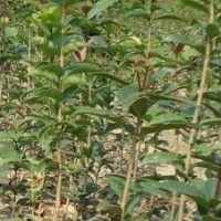 低價；樟樹小苗，紅葉石楠，桂花，杜鵑