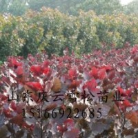 彩紅楊低價(jià)急售彩紅楊