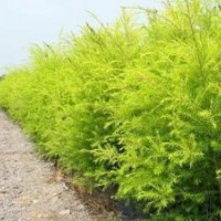 金絲柳，黃金柳，黃金柳價格，黃金柳圖片