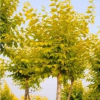 金葉榆價格，金葉榆廠家，金葉榆出售