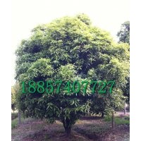 出售精品園林-工程苗木【紅楓;羅漢松；四季桂；金桂；海棠等】