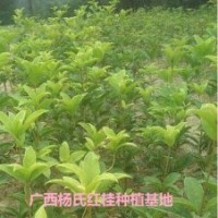 供應60-70公分高朱砂桂移栽小苗