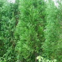 90松柏苗30冠幅1米松柏苗30冠幅1.2米松柏苗(圖)