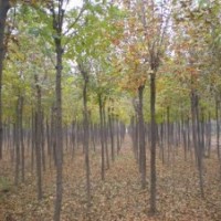 供應6-18公分優(yōu)質白蠟