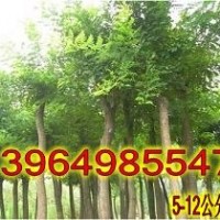6-40公分國槐價格