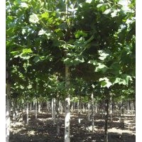 出售原生法桐12-27公分，12-15公分老白蠟