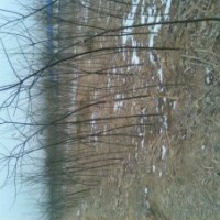 供應(yīng)8-60公分國(guó)槐