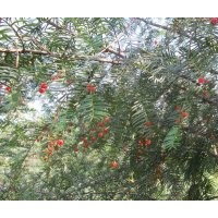 紅豆杉綠化樹供應(yīng) 地徑6到12公分的20萬株