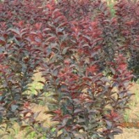 中華太陽(yáng)李