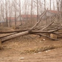 供應(yīng)合歡樹