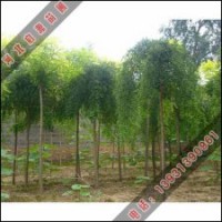 優(yōu)質(zhì)龍爪槐培育廠家
